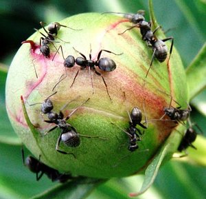 tightly wadded peony bloom covered with ants