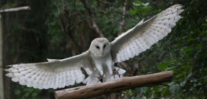 White owl with his wings stretched out